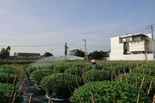 Nhiều làng hoa TPHCM kỳ vọng một mùa Tết bội thu
