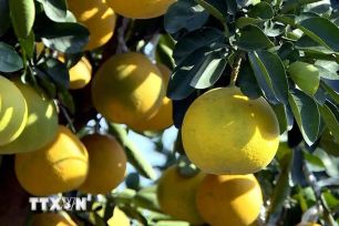 'Thủ phủ' quất, bưởi cảnh Hưng Yên tất bật cung hàng thị trường Tết