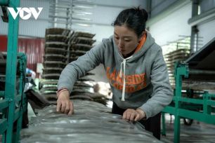 Làng nghề miến dong Bình Lư rộn ràng mùa Tết Nguyên đán