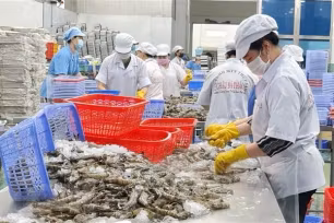 Tôm Việt đối mặt thách thức tại thị trường Mỹ 