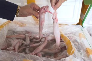 Phát hiện gần 10 tấn cá khoai ngâm formol