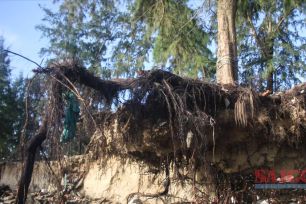 Sạt lở đe dọa "xóa sổ" bãi biển đẹp nhất Quảng Ngãi