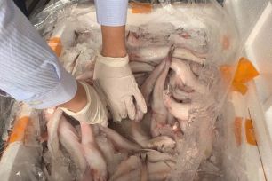 Cơ quan quản lý thị trường thông tin về gần 10 tấn cá khoai tẩm ướp chất cấm