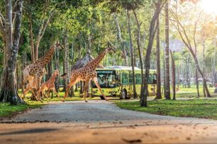 10 năm Vinpearl Safari Phú Quốc: Dấu ấn tiên phong của Safari bán hoang dã đầu tiên tại Việt Nam