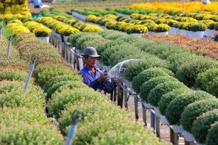 Mỗi nhà vườn là một “đại sứ” của Làng hoa Sa Đéc