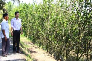 Vĩnh Long: Thủ phủ cam sành nguy cơ mất trắng do triều cường