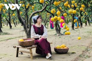 Thủ phủ bưởi Diễn hối hả vào mùa thu hoạch dịp Tết
