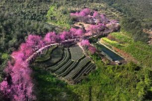 Lễ hội Hoa Tớ Dày và các hoạt động chào xuân 2026