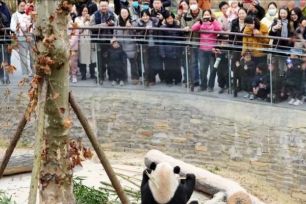 “Ngôi nhà thông minh” của gấu trúc tại Tứ Xuyên