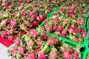 Thanh long Việt Nam đối mặt chu kỳ suy giảm mới trên thị trường xuất khẩu