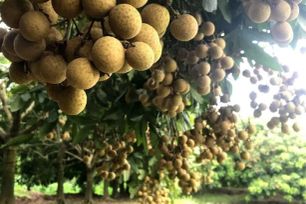 Tri thức trồng và chế biến nhãn lồng Hưng Yên là di sản văn hóa phi vật thể quốc gia