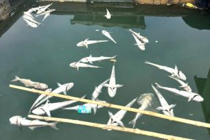 Tìm ra nguyên nhân 158 tấn cá trên sông Chà Và chết hàng loạt