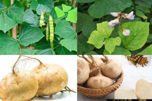 Ăn hạt cây củ đậu, 6 người nhập viện trong tình trạng rối loạn ý thức