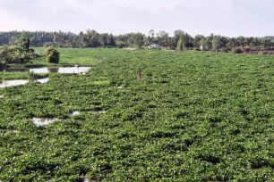 Lục bình dày đặc trên sông Vàm Cỏ Đông