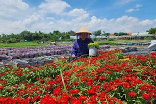 TPHCM: Các làng hoa tất bật vào vụ Tết Nguyên đán Bính Ngọ 2026