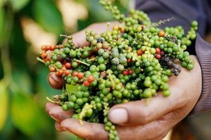 Thị trường hồ tiêu hạ nhiệt sau hai tuần tăng giá