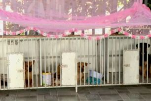 Đồng Tháp: Nhiều giải pháp phòng, chống bệnh dại diễn biến phức tạp