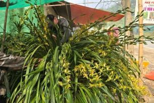 Bản làng Tả Phìn đổi thay nhờ hoa địa lan Trần Mộng