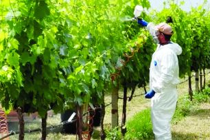 Lớp phủ sinh học giúp giảm lượng thuốc trừ sâu