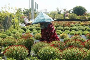 Đồng Tháp vào cuộc 'giải cứu' cúc mâm xôi nở sớm