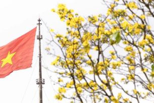 Hoàng mai Huế lỗi hẹn Tết Bính Ngọ