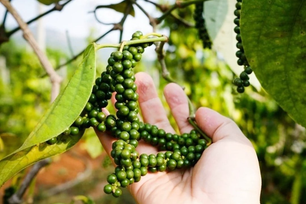 Giá tiêu trong nước đi ngang, thị trường quốc tế phân hóa