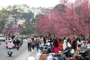 Du khách chen chân ngắm Mai anh đào Đà Lạt