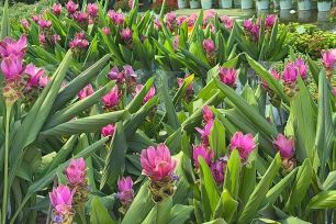 Đồng Tháp: Nhiều giống hoa lạ “cháy hàng”