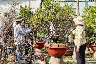 Sinh viên TPHCM lặt lá mai kiếm tiền xài tết