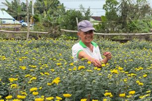 Làng hoa cúc Hà Đông rực rỡ, sẵn sàng phục vụ thị trường tết