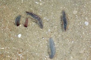 Bé 3 tuổi bị sâu biển cắn nguy kịch: có dấu hiệu thông tin giả