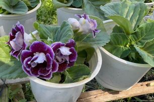 Hoa kiểng độc lạ 'cháy hàng' dịp Tết