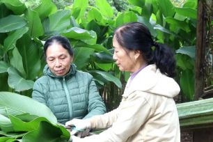 Hành trình 'xuất ngoại' của lá dong Hồng Châu