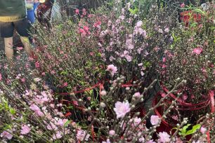 Thị trường hoa kiểng tết: Đào mini, tuyết mai hút khách 