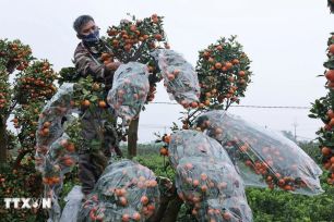 Sắc vàng tại làng nghề truyền thống quất cảnh Mễ Sở