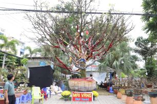 Cây mai 100 tuổi trị giá 3,7 tỷ đồng “gây sốt” ở Long Xuyên