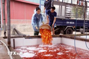 Làng cá chép đỏ Thủy Trầm tất bật cung ứng thị trường dịp ông Công ông Táo