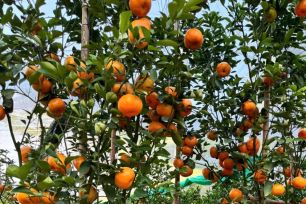 Giá cao, quýt hồng Lai Vung vẫn được khách hàng “săn mua”