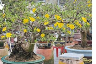 Mai vàng Cần Thơ xuống phố