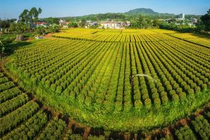 Sắc xuân tràn đầy trên các làng hoa