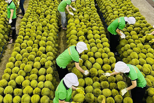 Trung Quốc tăng yêu cầu truy xuất và đăng ký với nông sản nhập khẩu