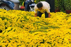 Tiểu thương hoa tết lo "sốt vó" vì mưa trái mùa