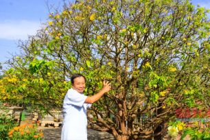 Những “cụ” mai tiền tỷ khoe sắc ngày mùng 1 Tết