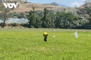 Hạt gạo Việt khẳng định vị thế trên thị trường toàn cầu