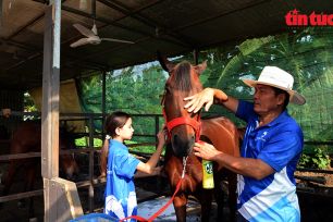 Nghề nuôi ngựa đua vang bóng một thời ở TPHCM