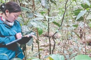 Tài nguyên sinh học cực hiếm của chè cổ thụ Tà Đùng