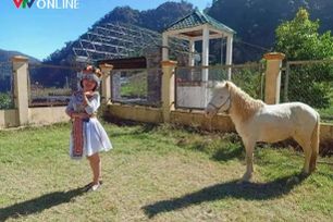 Nỗ lực bảo tồn giống ngựa quý tại cổng trời Mường Lống