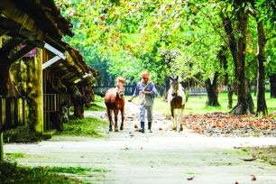 Giá trị của huyết thanh ngựa Suối Dầu