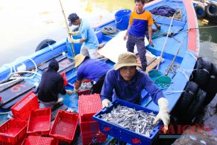 Ngư dân Quảng Ngãi bội thu cá cơm đầu năm