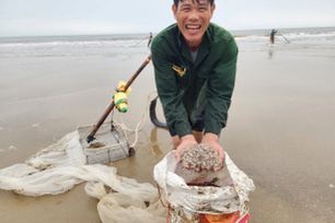 Ốc tép dạt vào bờ biển, người dân đua nhau cào bán cho thương lái